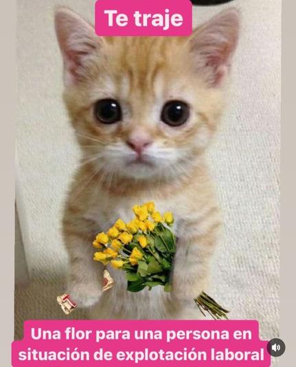 gatito que trae flores y dice Una flor para una persona en situación de explotación laboral