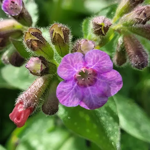 Pulmonaria -Blüte-