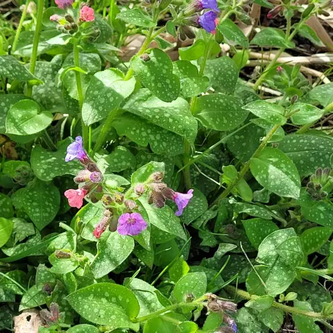 Pulmonaria im Garten