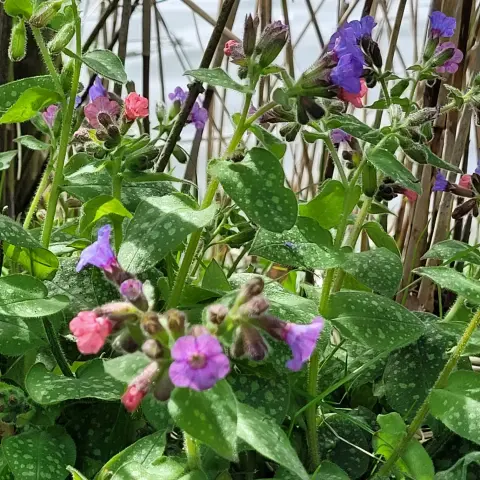 Pulmonaria in der Natur