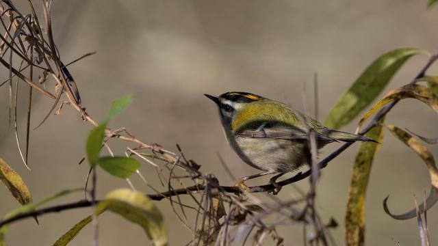 Photo d'un roitelet à triple bandeau sur un branche. Il s'agit d'un tout petit oiseau au plumage dans les tons beige et jaune, avec des bandes jaune orangé, noire, et blanches sut la tête.