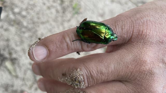 Escarabajo verde tornasolado