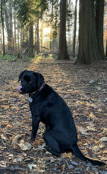 My black lab sitting in the forest in front of the setting sun shining through the trees, but with her tongue out.
