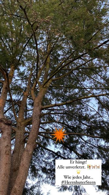 Herrnhuter Stern im Baum