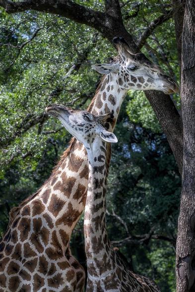 Close up  of two giraffes  rubbing necks in a forested area in the Masai Mara of Kenya. See more here: https://joan-carroll.pixels.com/featured/two-giraffes-rubbing-necks-2-masai-mara-kenya-joan-carroll.html

#giraffes #necks #rubbing #wildlife #wildlifephotography #nature #animals #masaimara #africa #kenya #safari  #giftideas #AYearForArt #buyIntoArt #wallart #artforsale @joancarroll