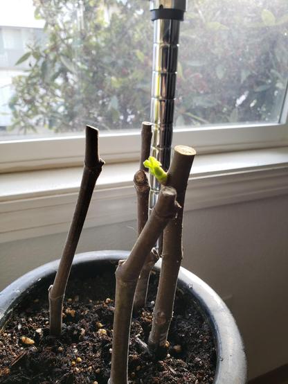 Three small fig branches in a pot in front of a window. One branch has small new leaves unfurling. The other three show no signs of new growth (yet)