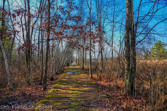 An old railway bed, now part of a nature trail.