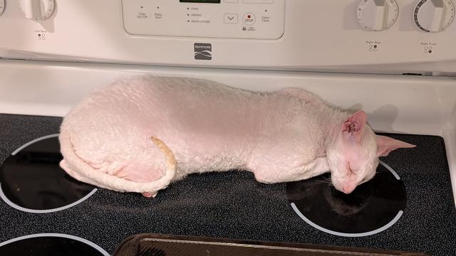 A Cornish Rex cat asleep on the still warm oven