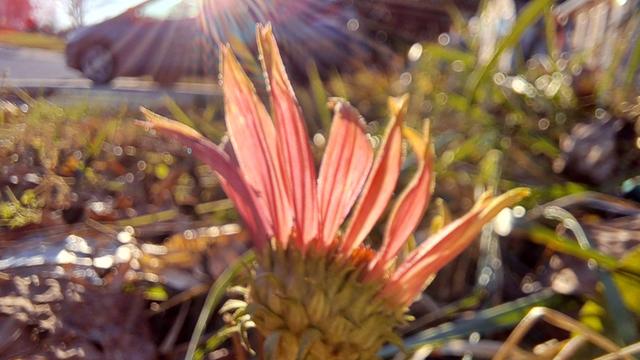Back of a flower with sun rays overhead. Pinkish.