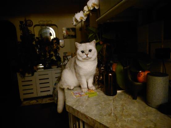 British shorthair cat up on the worktop (where he isn't supposed to be)
