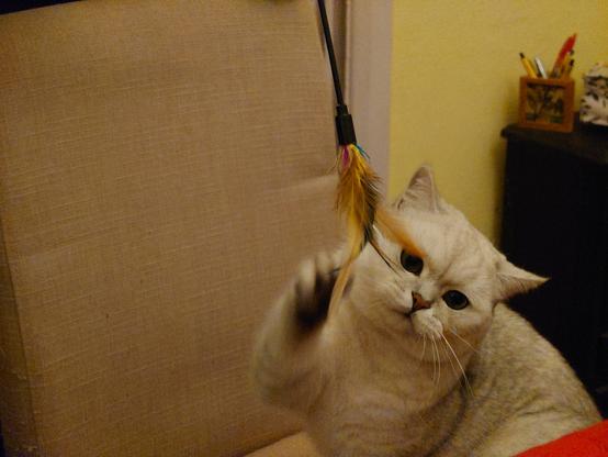 British shorthair cat swiping to catch a dangling cat toy