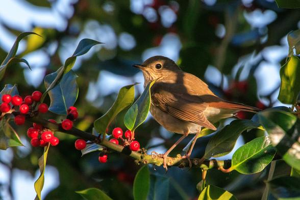 A hermit thrush stands on a holly branch in warm, dappled light. The branch is full of ripe red berries.