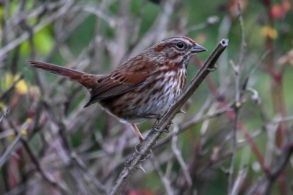 Song Sparrow