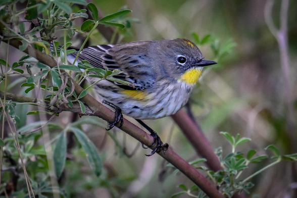 Yellow-rumped Warbler