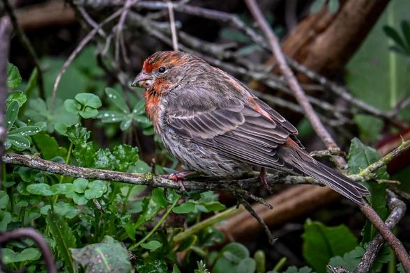 House Finch