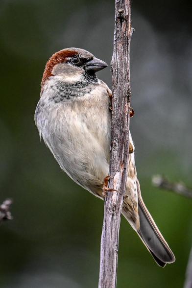 House Sparrow
