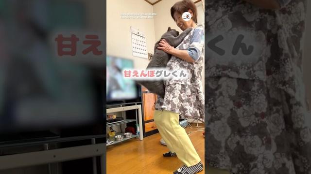 甘えん坊LvMAXのニャンコさん｜PECO #グレー猫 #シャルトリュー #保護猫 #愛猫家 #graycat #chartreux #rescuedcat #catlover