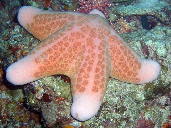 la-suggestive-etoile-de-mer-coussin-granuleuse-etoile-de-mer-penis-1