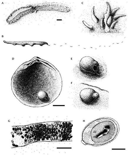 Examples of characteristic traces or structures attributed to representatives of Platyhelminthes which can be preserved in the fossil record. (A) Modern marine polyclad producing a mucociliary trail (drawing based on Collins et al. 2000); (B) Modern planarian producing a mucociliary trail (drawing based on Pantin 1950); (C) Circlet of hooks attributed to monopisthocotylean neodermatans associated with Devonian gnathostome fish (drawing based on Upeniece 2001); (D-F) Igloo-shaped concretions attributed to gymnophallid trematodes in a fossil bivalve (drawing based on Rogers et al. 2018) and a modern bivalve (drawing based on Ituarte et al. 2005); (G, H) eggs attributed to eucestode neodermatans in a Permian coprolite (drawings based on Dentzien-Dias et al. 2013). Scale bars: A = 5.0 mm, D = 0.5 mm, G = 1.0 mm, H = 50 μm.