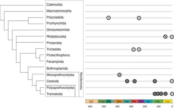 Stratigraphic occurrence of fossil evidence for particular orders of Platyhelminthes. Phylogeny follows Littlewood and Waeschenbach (2015) with the exception of Neodermata which follows Brabec et al. (2023). See Table 1 and text for further details of each find.