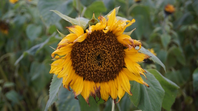 Eine verblühte Sonnenblume