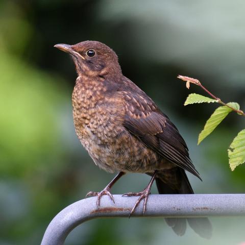 Juvenile blackbird is not afraid
