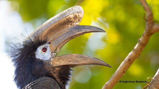 Black-casqued Hornbill ©️ Inglorious Bustards