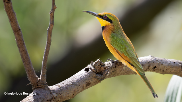 Little Bee-eater ©️ Inglorious Bustards