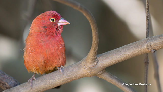Red-billed Firefinch ©️ Inglorious Bustards