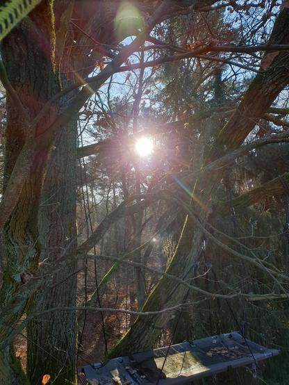 Die Sonne scheint durch Bäume durch