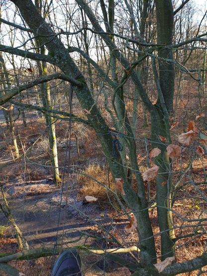 Blick in den Wald und Laub mit Sonne