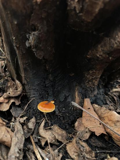 A small yellow and orange mushroom with an even smaller mushroom behind it in the crook of a burnt-out stump. Leaf litter is seen below the mushroom. The closeness of the camera to the mushroom makes the stump loom larger on the top of the frame.