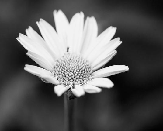 A morning flower