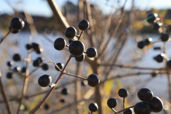 Ein paar blau-schwarze Berren an einem Strauch