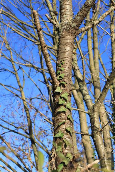 Efeu rankt sich einen kahlen Baum hinauf