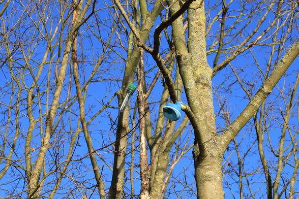 Eine Quietscheente mit PETling-Geocache im Baum