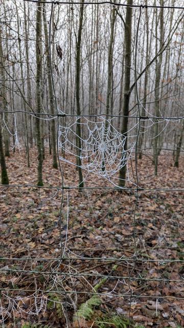 Spinnennetz in ein 4 eckiges Gitter
