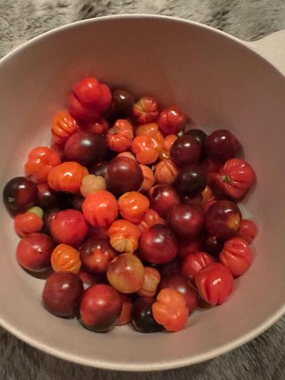 En skål små tomater i olika röda och svartlila nyanser.