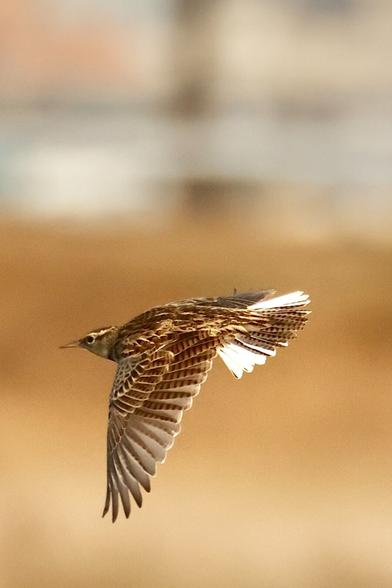 Western Meadowlark over Toyon Canyon.
A bird flies right to left.