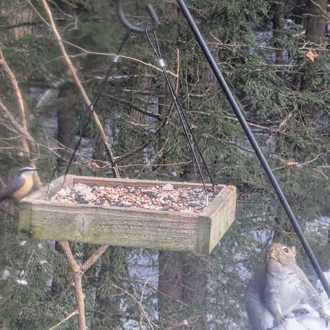 A grey squirrel getting ready to jump onto a hanging platform feeder from the snow-covered railing below while a red-breasted nuthatch perches on the other side