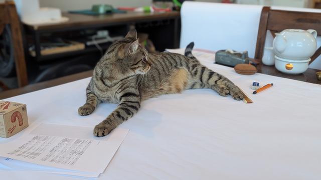 photo - cat sitting on top of the start of my work flow diagramming