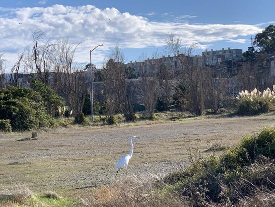 a white swan with a long S-shaped neck and orange bill in a gravel area surrounded by shrubs under a partly cloudy sky