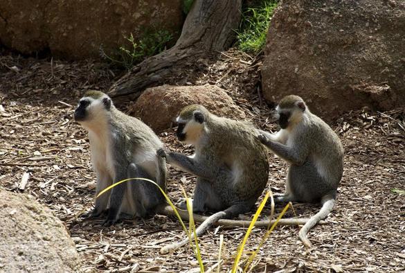 monkeys, three monkeys, Vervet Monkeys, scratching each others' backs,