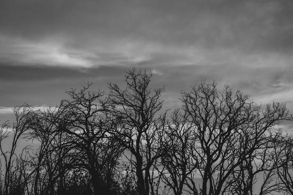 Black and White photo. In lower half of frame you can see silhouettes of some naked trees. Above, a slightly dark sky.