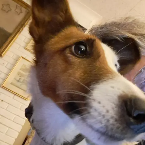 Close up of the snout of a brown and white faced dog. A smooth haired fox terrier called Hattie.