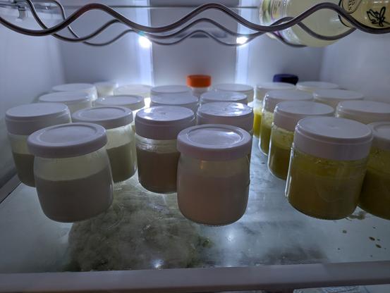 The three types of yogurt now have two rows each in the fridge.