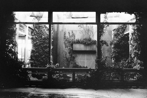 overgrown window frame with plants