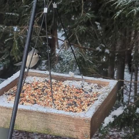 Tufted titmouse sitting on the edge of an icy platform feeder