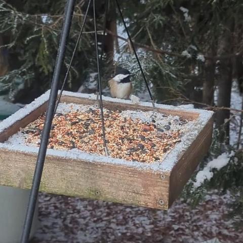 Black capped chickadee sitting on the edge of an icy platform feeder