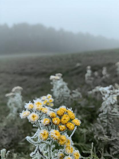 Vereiste knospen auf einem Feld